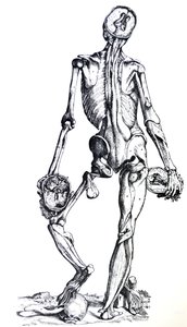 Les Planches du septième livre de De Humani Corporis Fabrica - Andreas Vesalius