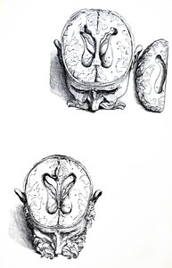 Les planches du septième livre de De Humani Corporis Fabrica - Andreas Vesalius