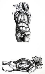 Les planches du sixième livre de De Humani Corporis Fabrica - Andreas Vesalius