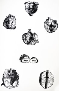 Les Planches du sixième livre de De Humani Corporis Fabrica - Andreas Vesalius