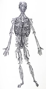 Les Planches du Troisième Livre de la De Humani Corporis Fabrica - Andreas Vesalius