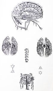 Les planches du troisième livre de De Humani Corporis Fabrica - Andreas Vesalius