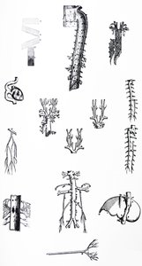Les planches du troisième livre de De Humani Corporis Fabrica - Andreas Vesalius