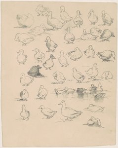 Canards - Andrew Fisher Bunner