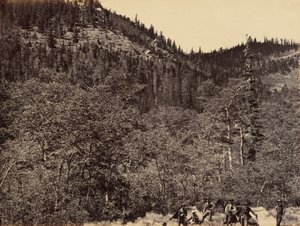 Planche 19. Parmi les arbres à la tête de la rivière Little Laramie, 1869 (photo) - Andrew Joseph Russell