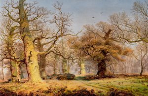 Chênes dans la forêt de Sherwood - Andrew MacCallum