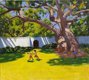 ANCIEN CAMPOR TREE, VERGELEGEN ESTATE, AFRIQUE DU SUD