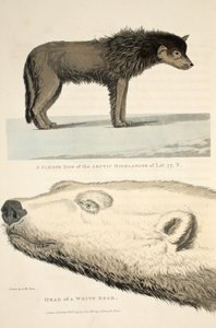 Un chien de traîneau de l