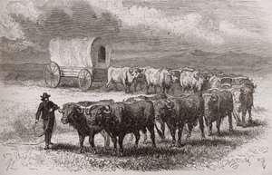 Conduite de bœufs à travers les grandes plaines d