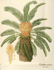 Palmier sagoutier (Cycas revoluta Thunb), Cycadaceae par Angela Rossi Bottione - Angela Rossi Bottione