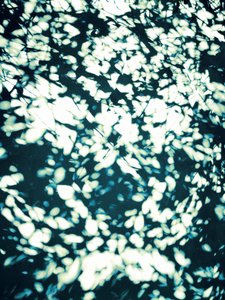Feuilles baignées de lumière tamisée - Angelo Cerantola