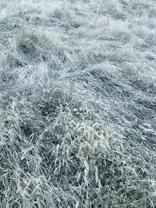 Herbe hivernale givrée - Angelo Cerantola