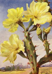 Un beau représentant du cactus figuier de Barbarie, Opontia Dillenii
