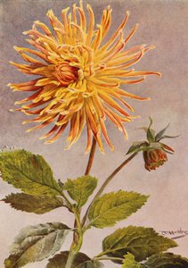 Dahlia cactus Mrs H L Brousson, couleur, fauve, avec une suffusion de cramoisi écarlate