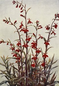 Lobélie Cardinals