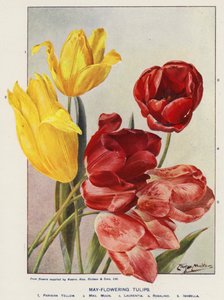 Tulipes de mai - Angelo Fairfax Muckley