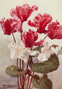 Le Cyclamen papillon - Angelo Fairfax Muckley