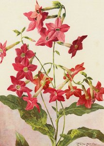 La belle plante de tabac Nicotiana Sanderae