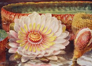 Victoria Regia, la plus noble de toutes les plantes aquatiques - Angelo Fairfax Muckley