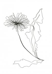 Dessin au trait « Pissenlit »