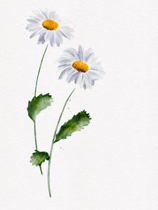 Délicates fleurs de marguerite - Ankie Kooi