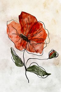Coquelicot rouge à l