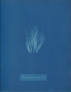 Bangia fusco-purpurea, vers 1853 - Anna Atkins