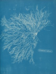 Ceramium rubrum - Anna Atkins