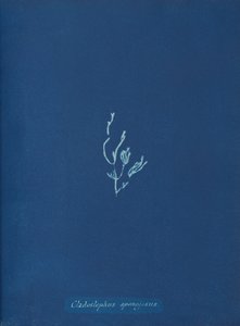 Cladostephus spongiosus, vers 1853