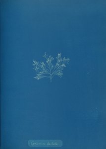 Cystoseira barbata, vers 1853 - Anna Atkins
