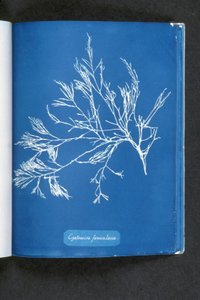 Cystoseira foeniculacea, de "Photographies d