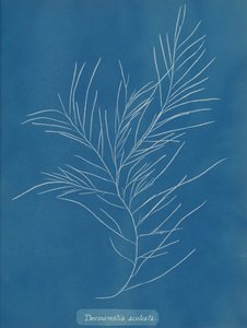 Desmarestia aculeata