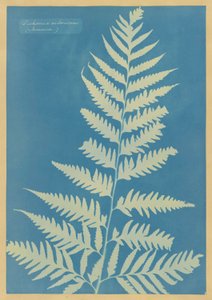 Dichsonia arborescens, Jamaïque