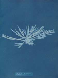 Dictyota dichotoma, vers 1853 - Anna Atkins