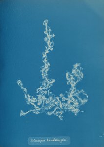 Ectocarpus Landsburghii, vers 1853