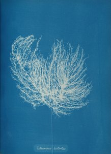 Ectocarpus distantus, vers 1853