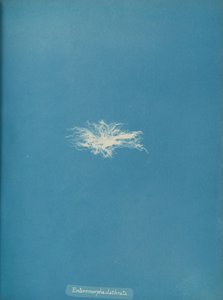 Enteromorpha clathrata, vers 1853