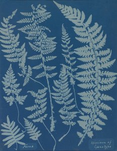 Fougères. Spécimen de cyanotype