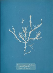 Fucus æruginosus Turner. Mer Méditerranée Sisbon Nouveau en Grande-Bretagne., vers 1853 - Anna Atkins