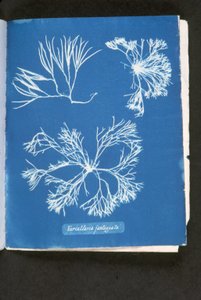 Furcelleria fastigiata, de 