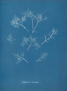 Gelidium corneum - Anna Atkins