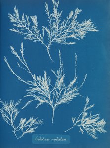 Gelidium rostratum, vers 1853