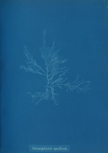 Gloisiphonia capillaris, ca. 1853 - Anna Atkins