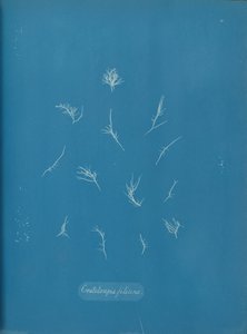 Grateloupia filicina - Anna Atkins