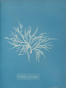 Griffithsia equisetifolia, vers 1853 - Anna Atkins