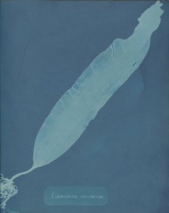 Laminaria saccharina, vers 1853
