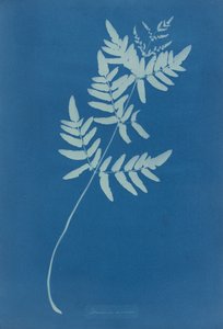 Osmunda Rigalis (Australie)