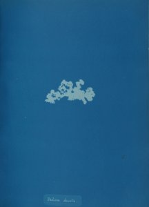 Padina deusta, vers 1853