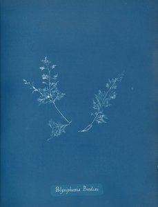 Polysiphonia Brodiæi, vers 1853