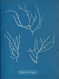 Polysiphonia elongata - Anna Atkins